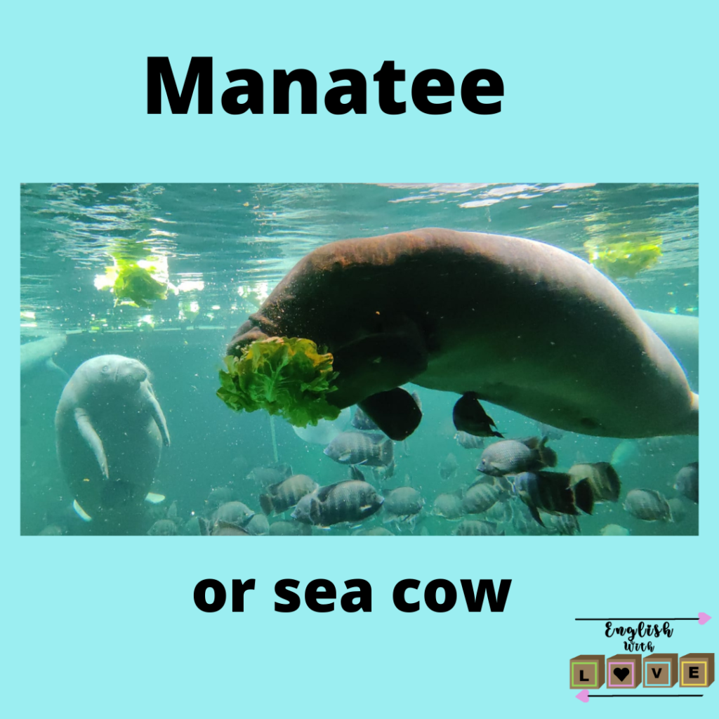 Oceanarium - Manatee